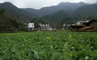 江西婺源天气预报15天查询-婺源天气预报15天30天