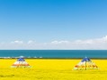 青海湖天气预报7天-天气预报青海湖天气预报15天