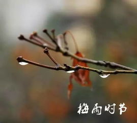 黄梅天气预报30天-黄梅天气预报30天查询百度-第2张图片-雾华天气
