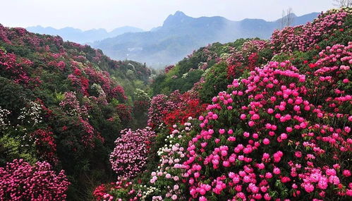 毕节天气预报一周天气-毕节天气预报一周15天-第1张图片-雾华天气