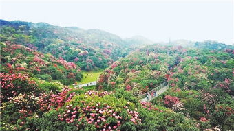 毕节大方天气预报15天准确-毕节大方天气预报15天-第3张图片-雾华天气