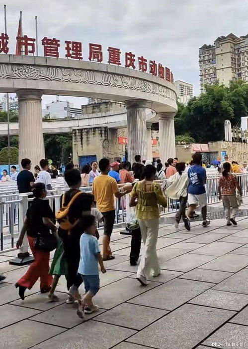 重庆机动车限号规定2023年限行-重庆机动车限号规定2023-第3张图片-雾华天气