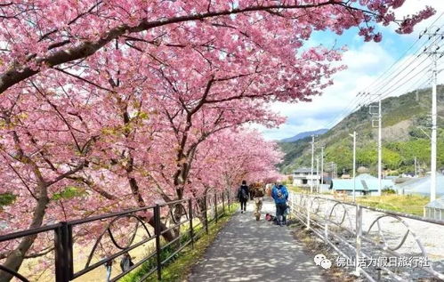 河津天气情况-河津天气预报30天查询-第2张图片-雾华天气